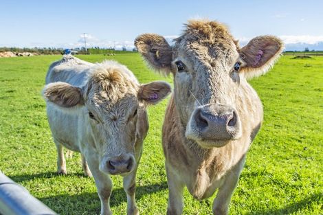 Photo of property in 652 Homebush Road, Darfield, Christchurch, 7671