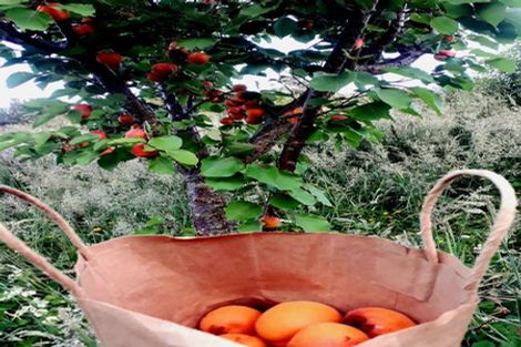 Photo of property in 467 Inland Kaikoura Road, Inland Road, Kaikoura, 7373