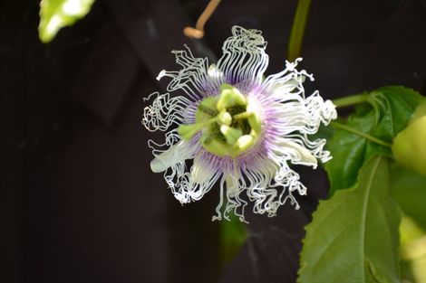 Photo of property in 71 River Road, Kawerau, 3127