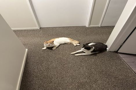 Photo of property in 19 Nevada Road, Silverdale, Hamilton, 3216