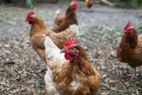 Photo of property in 7 Vonnell Place, Birkdale, Auckland, 0626