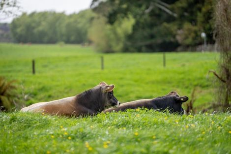 Photo of property in 275 Laxon Road, Rotokauri, Hamilton, 3289
