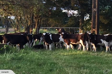 Photo of property in 121 Bolton Road, Morrinsville, 3371