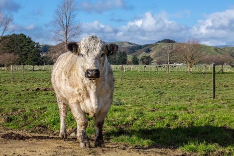 Photo of property in 80541 Masterton Road, Woodville, 4999