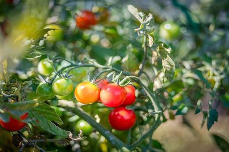 Photo of property in 16 Hungerford Drive, Rolleston, 7615