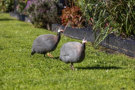Photo of property in 457 Waitoki Road, Wainui, Silverdale, 0994