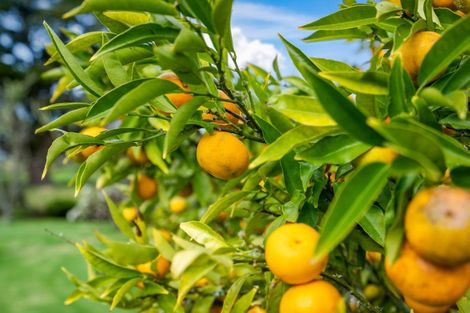 Photo of property in 30 Saleyards Road, Kauri, 0185