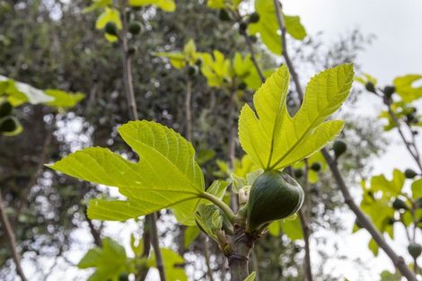 Photo of property in 57 Belvedere Avenue, Waikanae, 5036