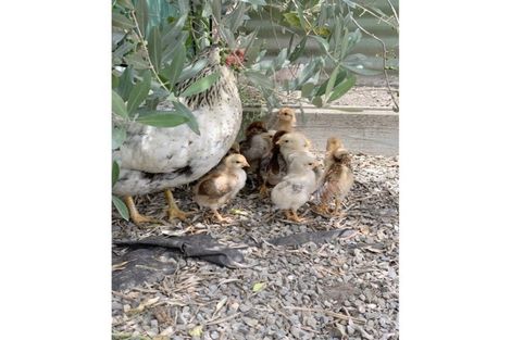 Photo of property in 50 Blicks Road, Renwick, 7204