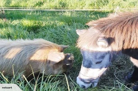 Photo of property in 1 Furniss Lane, Tauriko, Tauranga, 3110