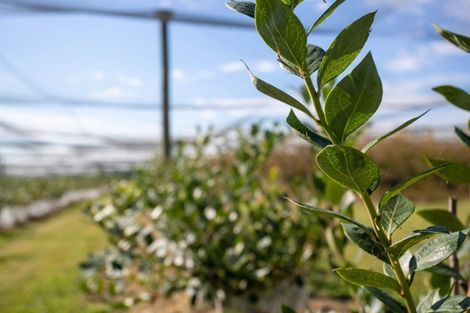 Photo of property in 1/3200 Cambridge Road, Rotoorangi, Cambridge, 3495