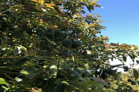 Photo of property in 237b Busby Road, Tahawai, Katikati, 3170