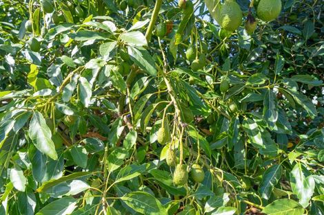 Photo of property in 61 Lorenzen Bay Road, Raglan, 3225