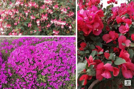 Photo of property in 15 Edwin Grove, Bethlehem, Tauranga, 3110