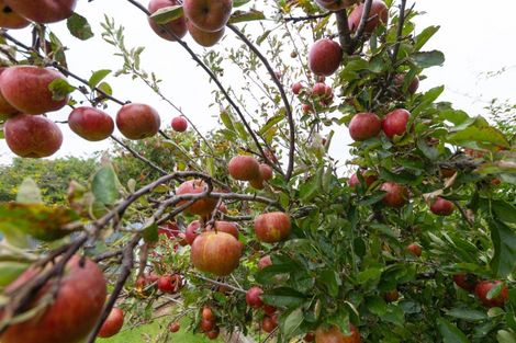 Photo of property in 19 Monmouth Street, Feilding, 4702