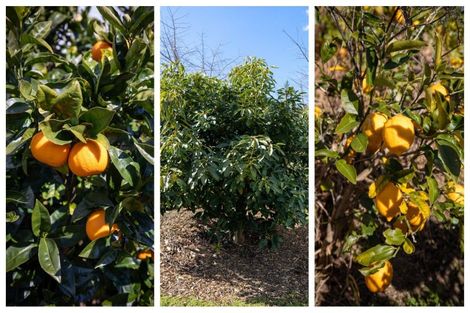 Photo of property in 49 Oceana Drive, Welcome Bay, Tauranga, 3175