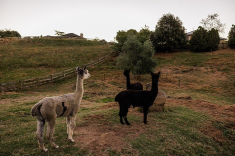 Photo of property in 11 Emilia Lane, Whatawhata, Hamilton, 3288