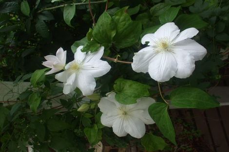 Photo of property in 24 Mary Street, Te Kuiti, 3910