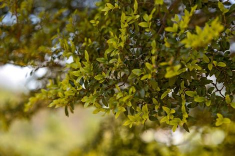 Photo of property in 19 Haast Eagle Road, Mount Creighton, 9371