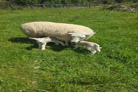 Photo of property in 1161 Marsden Road, Marsden, Greymouth, 7872