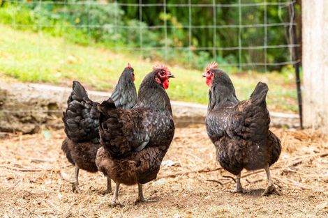 Photo of property in 92 Hokianga Road, Dargaville, 0310