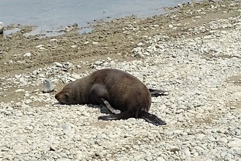 Photo of property in 17 Stopbank Road, Milford, Temuka, 7986