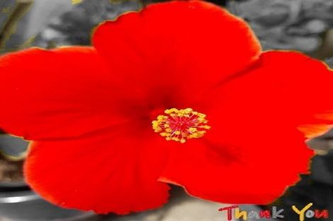 Photo of property in 6/44 Miro Street, Mount Maunganui, 3116