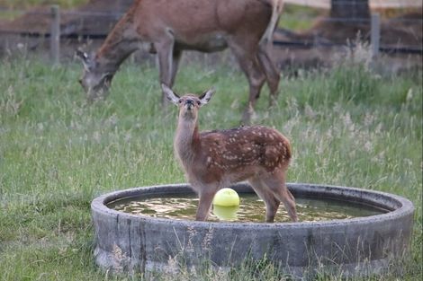 Photo of property in 1394 No 3 Road, Te Puke, 3183