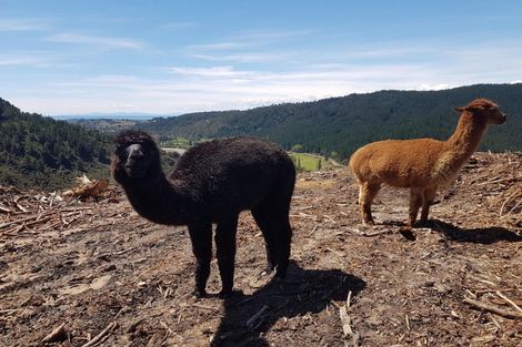 Photo of property in 990 Motueka River West Bank Road, Motueka Valley, Motueka, 7196