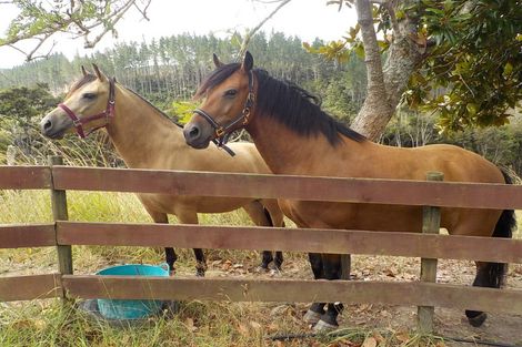 Photo of property in 677 Paihia Road, Opua, Russell, 0272