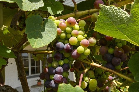 Photo of property in 113 Laurence Street North, Gate Pa, Tauranga, 3112