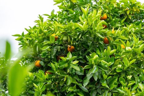 Photo of property in 16 Moana Place, Morrinsville, 3300