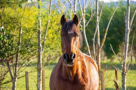 Photo of property in 29 Jordan Road, Waingawa, Carterton, 5791