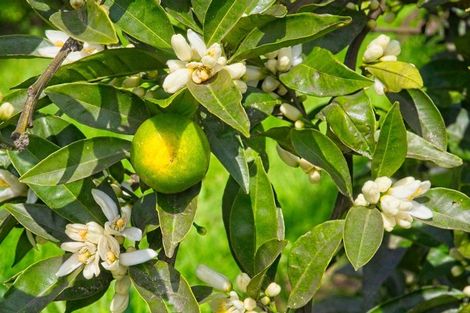 Photo of property in 19 Pilmer Road, Makauri, Gisborne, 4071