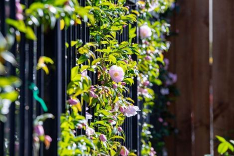 Photo of property in 1/3 Manning Street, Hamilton Central, Hamilton, 3204