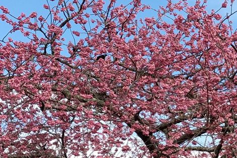 Photo of property in 529 Kane Street, Pirongia, 3802