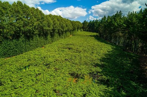 Photo of property in 866 No 2 Road, Te Ranga, Te Puke, 3182