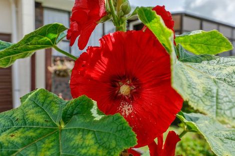 Photo of property in 19 Hakanoa Street, Huntly, 3700