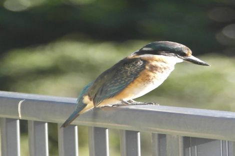 Photo of property in 247 Maungaraki Road, Maungaraki, Lower Hutt, 5010