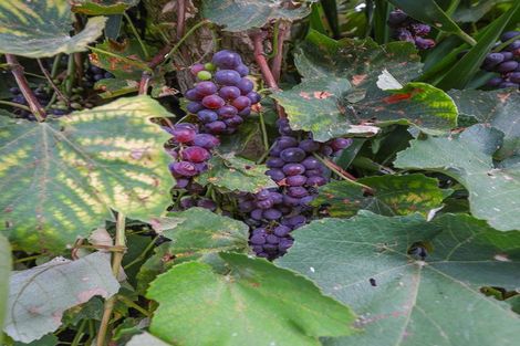 Photo of property in 79/79a Gordon Avenue, Te Aroha, 3392