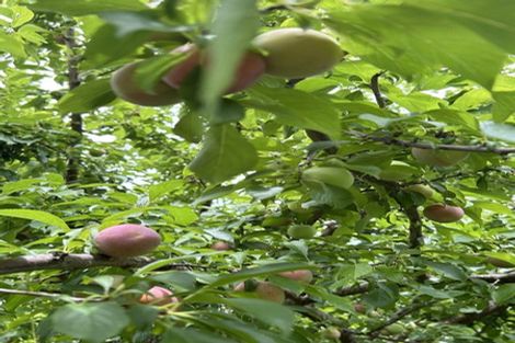 Photo of property in 8 Girvan Terrace, Wattle Downs, Auckland, 2103