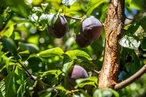 Photo of property in 12 Lionel Place, Mapua, 7005