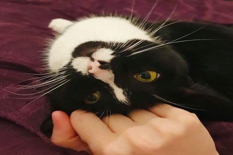 Photo of property in 56 Hathaway Avenue, Karori, Wellington, 6012