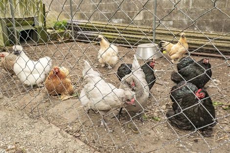 Photo of property in 38 Selwyn Street, Leeston, 7632