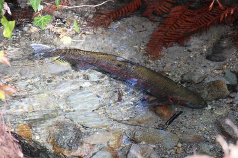 Photo of property in 483 Spencer Road, Lake Tarawera, Rotorua, 3076