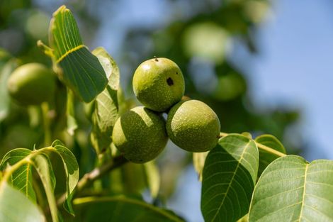 Photo of property in 8 Hawkins Drive, Martinborough, 5711