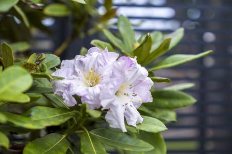 Photo of property in 16 Braestar Court, Henderson, Auckland, 0612