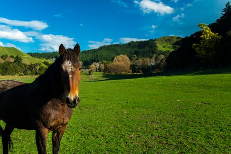 Photo of property in 673g Riverside Road, Matokitoki, Gisborne, 4071