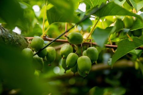 Photo of property in 827 No 1 Road, Te Ranga, Te Puke, 3182