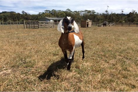 Photo of property in 245a Muriwai Valley Road, Muriwai, Waimauku, 0881